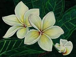 Pin By Janell Cohoes On Flowers Jasmine Flower Flower Drawing Flower Painting