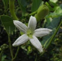 Image result for Morinda lucida