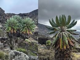 Image result for Disperis kilimanjarica