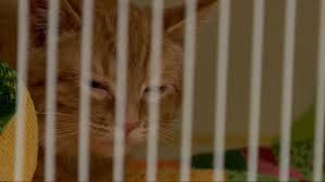 Surrendering your pet to the shelter should be your last resort. Consider Re Homing Options Before Surrendering Your Pets Kutv