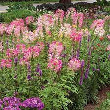 Cleome Hassleriana Rose Queen Cleome Flowers White Flower Farm Rose Queen