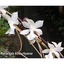 Image result for Aerangis kotschyana