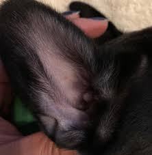 Bothvariations of the pied frenchie are beautiful to the eye. I Have Found Those Red Bumps On My 8 Week Old French Bulldog Puppy S Ears Do Not Know What Are They Petcoach