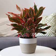 This plant is suitable for both indoors and outdoors, pending on climate. 12 Best Low Light Plants Low Light Indoor And Outdoor Houseplants