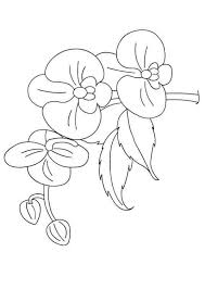 That leaves plenty of room for creativity, when it comes to coloring this picture. Beautiful Orchid Coloring Pages Pdf Coloringfolder Com Flower Coloring Sheets Flower Coloring Pages Animal Coloring Pages