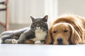 These have worse effects than the real ones, not surprisingly. Vet Warning To Cny Pet Owners Don T Fall For Fake Flea Collars