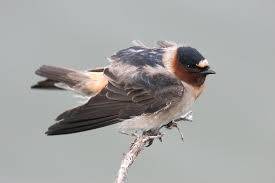 Maybe you would like to learn more about one of these? Golondrina Risquera Cliff Swallow Bilingual Guide To Birds Of Watsonville Sloughs And San Lorenzo River Santa Cruz Guia Bilingue De Aves De Watsonville Y Del Rio San Lorenzo V 4 Inaturalist