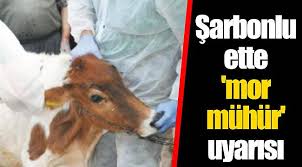 Sarbonlu Ette Mor Muhur Uyarisi Gundem Gercek Haberci