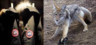 Maybe you would like to learn more about one of these? Animal Justice Canada Goose Fur Deception Goes Unpunished Yet Moose Knuckles Feels The Heat