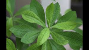 Image result for Euphorbia grantii