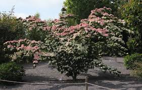 Image result for Cornus