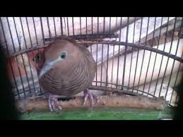 In javanese mith there are belives that sounds of. Misteri Perkutut Lokal Langka Pajapahit Warna Hitam Kul Buntet Cemani Perkutut Gaib Banyak Dicari Youtube