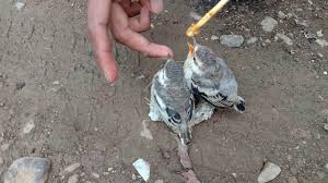 Kapasan kemiri jantan/betina mulus rawatan di tokopedia ∙ promo pengguna baru ∙ cicilan 0% ∙ kurir instan. Lolohan Anakan Burung Kapasan Kemiri Youtube