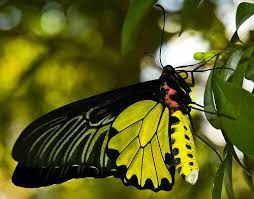 Praitthconstance Galeria Fotografica Las Mariposas Mas Bonitas Mariposas Bonitas Imagenes De Mariposas Fotos De Animales Bonitos