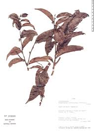 Image result for Chaetocarpus