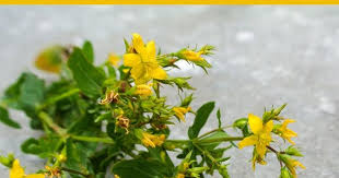 Johanniskraut Hypericum Perforatum Johanniskraut Essbare Bluten