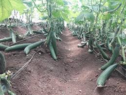 Try an opulent curry with scallops and tomatoes for the taste of kerala. Market Location Helps Kiambu Farmer Manage The Highly Perishable Cucumber
