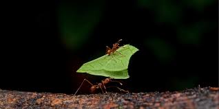 We did not find results for: 30 Easy Diy Ways To Get Rid Of Ants In The Home And Garden Fast Dengarden