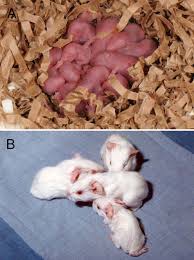 You're not going to be able to tell without having a good look. Animal Models Of Human Pregnancy And Placentation Alternatives To The Mouse In Reproduction Volume 160 Issue 6 2020