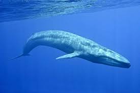 Maybe you would like to learn more about one of these? Ø§Ù„Ø­ÙˆØª Ø§Ù„Ø§Ø²Ø±Ù‚ Blue Whale Wiki Ø§Ù„Ù…ÙƒØªØ¨Ø© Amino