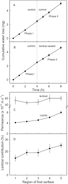 It is a type of matter which do not have its shape but takes the shape of the vessel, in which it is held. Lenticels And Apple Fruit Transpiration Sciencedirect