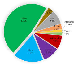 Image result for Crassocephalum picridifolium