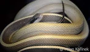 The reptilian diversity in sri lanka is higher than the diversity of other vertebrates such as mammals and fish with 181 reptile species. Image Orthriophis Taeniurus Ridleyi Cave Dwelling Rat Snake Biolib Cz