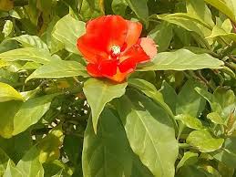 Image result for Pereskia