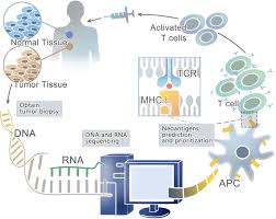 Know what cancer horoscope says about 2021? Frontiers Progress In Neoantigen Targeted Cancer Immunotherapies Cell And Developmental Biology