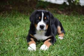 The berner is known for their strength and their sweet, friendly temperament. Hidden Hill Home