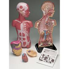 11 human body organ model torso anatomy doll 15 removable skeleton visceral a. Anatomical Human Torso Model C Funique Science Games Toys And Material Online Specialized Store In Canada
