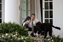 In 2008, barack obama made history by becoming the first black president of the united states. Bo Hund Wikipedia