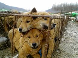 The koran jindo was initially bred to be a hunting dog. Dog Farm In South Korea Photo