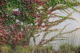 Schone Mauer Herbstfarbende Kletterpflanzen Und Graser Farben Wande Bunt Www Gartenplan De Pflanzen Garten Kletterpflanzen