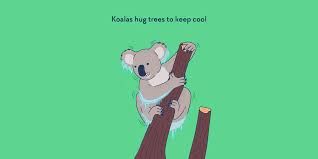 Google has many special features to help you find exactly what you're looking for. Koalas Hug Trees To Keep Cool Factourism
