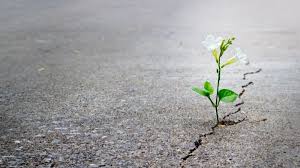 Sem entrar em surto psicológico, emocional ou físico, por encontrar soluções estratégicas para enfrentar e superar. Resiliencia Anca Petra