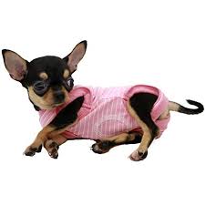 Pocket puppies boutique is the first company in chicago to specialize strictly in teacup, toy and small breed puppies. Lophipets Girl Dog Shirts Recovery Suit Pajamas For Small Teacup Dog Chihuahua Yorkie Puppy Cat Clothes Pink Strips Xxs Pricepulse