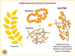 Consigli e informazioni su glicemia: Il Glutine E I Cereali Diabete Com