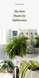 These 6 Plants Are Best For Bathrooms Hunker Plants Bathroom Plants Big Indoor Plants