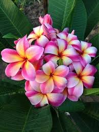 Pin By Carmen Sandiego On Flowers Plumeria Flowers Amazing Flowers Beautiful Flowers