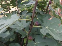 Figs will ripen best if they have summer heat, but they also need something to help them break dormancy. How To Grow A Fig Tree Hgtv