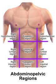 Region (below the stomach) contains the organs around the pubic bone. Quadrants And Regions Of Abdomen Wikipedia