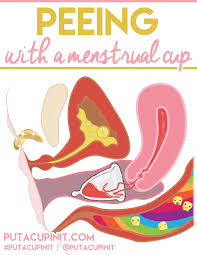 Peeing With A Menstrual Cup