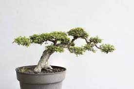 For beginners to experts alike, the chinese elm is praised as one of the best, most versatile trees for bonsai cultvation. Chinese Elm Bonsai Care Guide Bigboyplants
