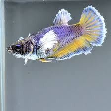 Female Betta 034 Dumbo Yellow Lavender 08 034 Full Eggs Betta Fish Pet Female