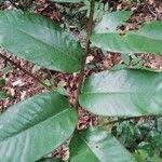 Image result for Pycnanthus