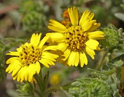 Image result for Dichaetanthera corymbosa