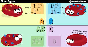 Whats Your Blood Type Heres The Phenotype Antigens And