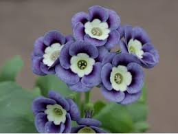 Primula Auricula Walton Primula Auricula Primula Flowers Perennials