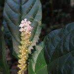 Image result for Hilleria latifolia